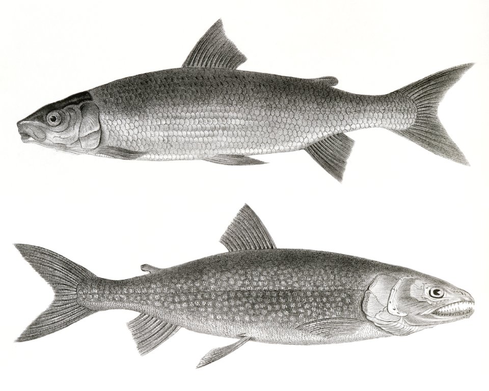 240. The White-fish (Corregonus albus) 241. The Mackinaw Salmon (Salmo amethystus) illustration from Zoology of New York (1842–1844) by James Ellsworth De Kay.