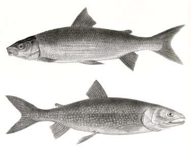 240. The White-fish (Corregonus albus) 241. The Mackinaw Salmon (Salmo amethystus) illustration from Zoology of New York (1842–1844) by James Ellsworth De Kay.