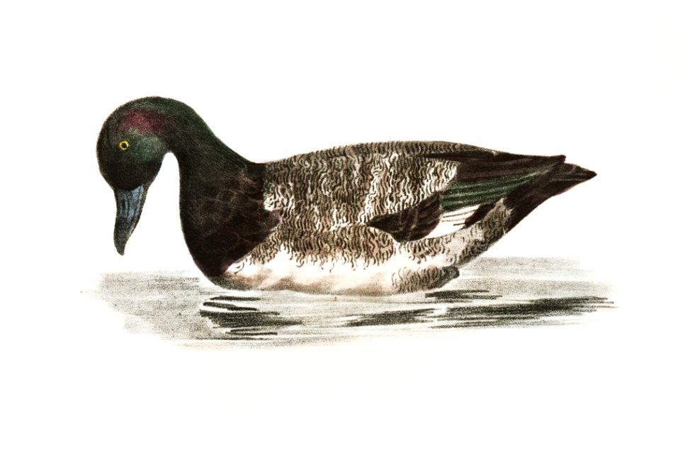 252. Broadbill (Fuligula marila) 253. Surf Duck or Coot (Fuligula perspicillata) 254. Ditto, immature illustration from Zoology of New York (1842–1844) by James Ellsworth De Kay.. Free illustration for personal and commercial use.