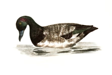 252. Broadbill (Fuligula marila) 253. Surf Duck or Coot (Fuligula perspicillata) 254. Ditto, immature illustration from Zoology of New York (1842–1844) by James Ellsworth De Kay.