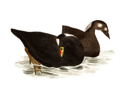 252. Broadbill (Fuligula marila) 253. Surf Duck or Coot (Fuligula perspicillata) 254. Ditto, immature illustration from Zoology of New York (1842–1844) by James Ellsworth De Kay.. Free illustration for personal and commercial use.