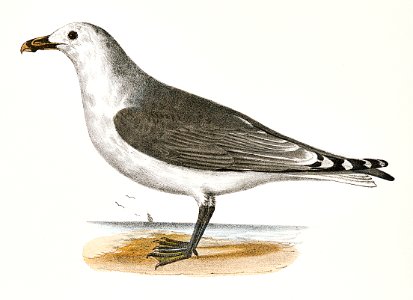 285. American Gull (Larus zonorhyncus) 286. Winter Gull (Larus argentatus) illustration from Zoology of New York (1842–1844) by James Ellsworth De Kay.. Free illustration for personal and commercial use.