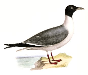 289, 290. Laughing Gull, young (Larus atricilla) illustration from Zoology of New York (1842–1844) by James Ellsworth De Kay.. Free illustration for personal and commercial use.