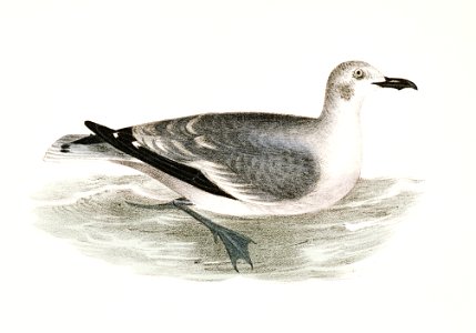 289, 290. Laughing Gull, young (Larus atricilla) illustration from Zoology of New York (1842–1844) by James Ellsworth De Kay.. Free illustration for personal and commercial use.