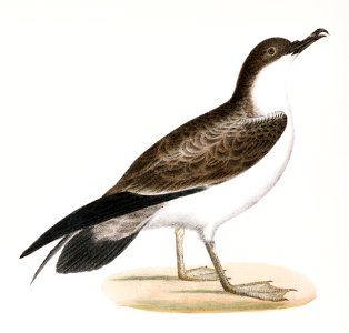 297. Large Shearwater, young (Puffinus obscurus) 298. Ditto, adult illustration from Zoology of New York (1842–1844) by James Ellsworth De Kay.