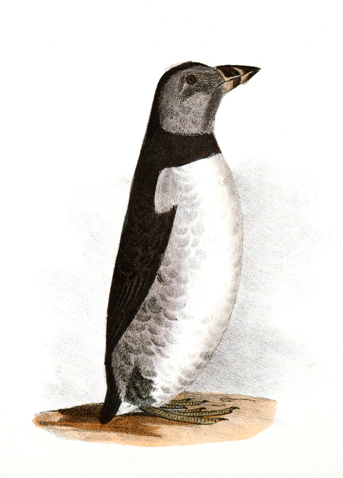 301. Arctic Puffin (Mormon arcticus) 302. Sea Dove (Mergulus alle) illustration from Zoology of New York (1842–1844) by James Ellsworth De Kay.