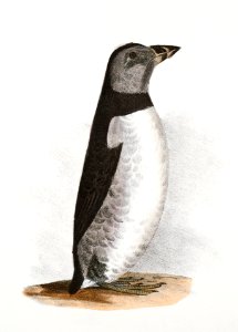 301. Arctic Puffin (Mormon arcticus) 302. Sea Dove (Mergulus alle) illustration from Zoology of New York (1842–1844) by James Ellsworth De Kay.. Free illustration for personal and commercial use.