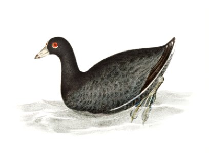 232. Red Phalarope (Phalaropus fulicarius) 233. American Coot (Fulica americana) illustration from Zoology of New York (1842–1844) by James Ellsworth De Kay.. Free illustration for personal and commercial use.