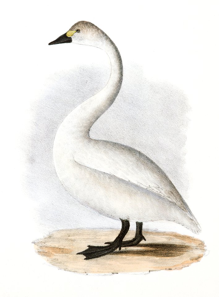 234. Florida Gallinule (Gallinula galeata) 235. American Swan (Cygnus americanus) illustration from Zoology of New York (1842–1844) by James Ellsworth De Kay.