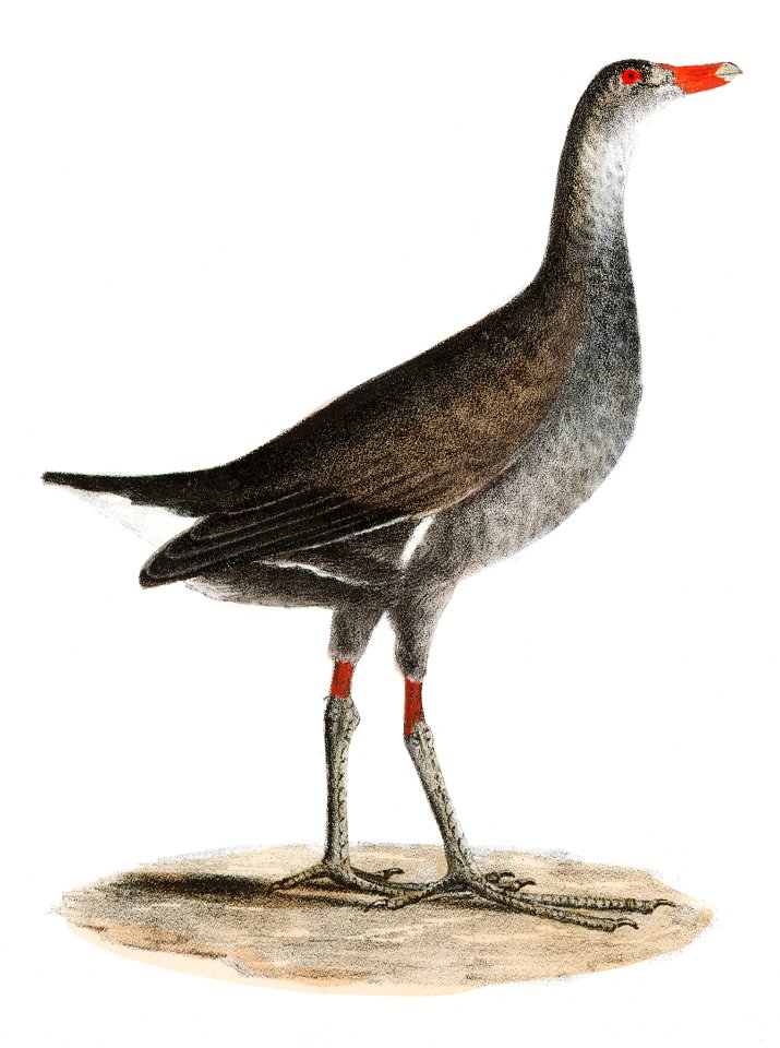 234. Florida Gallinule (Gallinula galeata) 235. American Swan (Cygnus americanus) illustration from Zoology of New York (1842–1844) by James Ellsworth De Kay.