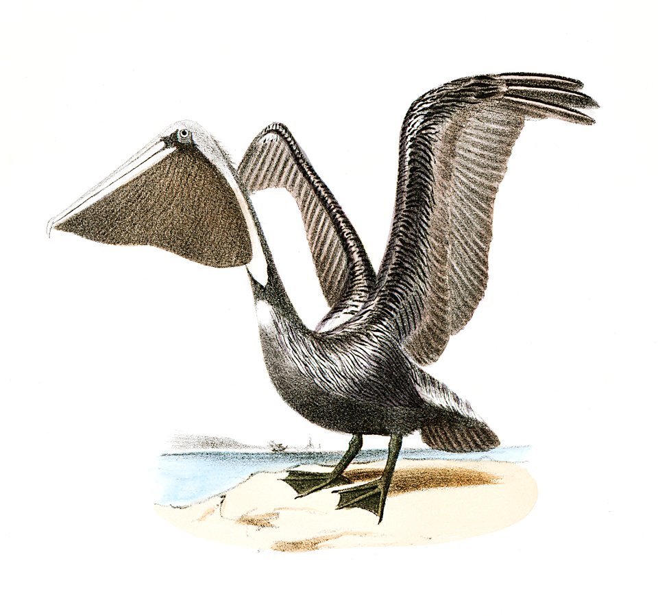 225. New York Rail (Ortygometra noveboracensis) 226. Brown Pelican (Pelecanus fuscus) illustration from Zoology of New York (1842–1844) by James Ellsworth De Kay.. Free illustration for personal and commercial use.