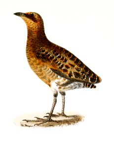 225. New York Rail (Ortygometra noveboracensis) 226. Brown Pelican (Pelecanus fuscus) illustration from Zoology of New York (1842–1844) by James Ellsworth De Kay.