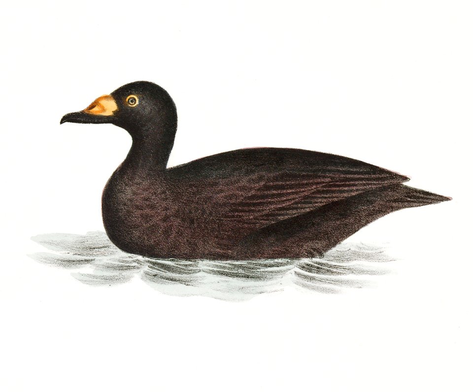 242. Broad-billed Coot (Fuligula americana) 243. Grey Duck (Anas strepera) illustration from Zoology of New York (1842–1844) by James Ellsworth De Kay.