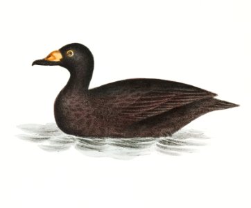 242. Broad-billed Coot (Fuligula americana) 243. Grey Duck (Anas strepera) illustration from Zoology of New York (1842–1844) by James Ellsworth De Kay.. Free illustration for personal and commercial use.