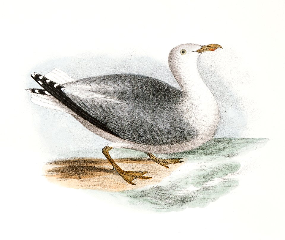 269. American Gannet, young (Sula americana) 270. Winter Gull (Larus argentatus) illustration from Zoology of New York (1842–1844) by James Ellsworth De Kay.