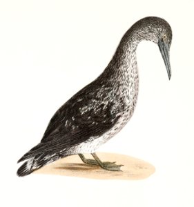 269. American Gannet, young (Sula americana) 270. Winter Gull (Larus argentatus) illustration from Zoology of New York (1842–1844) by James Ellsworth De Kay.