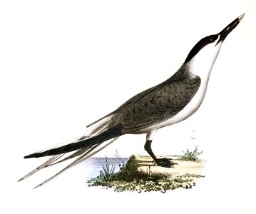 273. Silvery Tern (Sterna argentea) 274. Sandwich Tern (Sterna cantiaca) illustration from Zoology of New York (1842–1844) by James Ellsworth De Kay.. Free illustration for personal and commercial use.