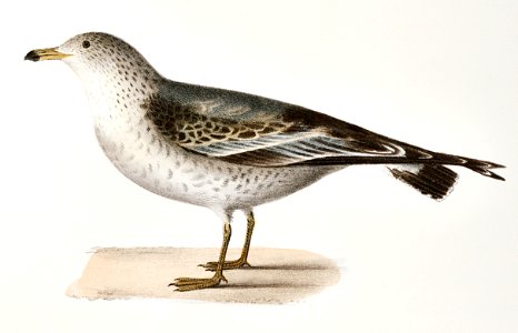 281. Sabine's Gull (Larus Sabini) 282. American Gull (Larus zonorhyncus) illustration from Zoology of New York (1842–1844) by James Ellsworth De Kay.. Free illustration for personal and commercial use.