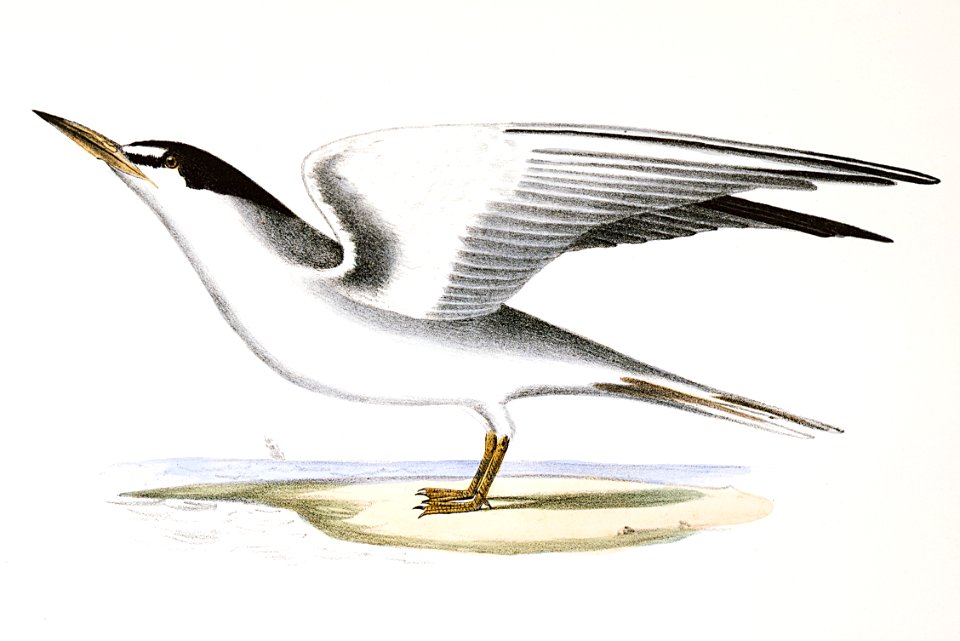 273. Silvery Tern (Sterna argentea) 274. Sandwich Tern (Sterna cantiaca) illustration from Zoology of New York (1842–1844) by James Ellsworth De Kay.
