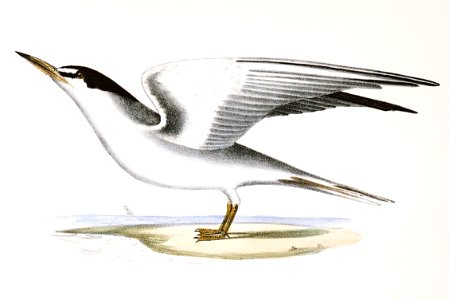 273. Silvery Tern (Sterna argentea) 274. Sandwich Tern (Sterna cantiaca) illustration from Zoology of New York (1842–1844) by James Ellsworth De Kay.