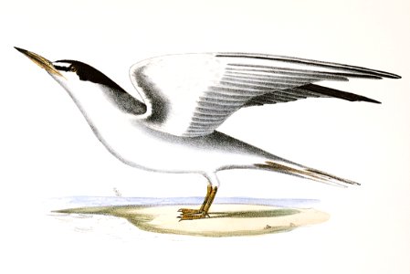 273. Silvery Tern (Sterna argentea) 274. Sandwich Tern (Sterna cantiaca) illustration from Zoology of New York (1842–1844) by James Ellsworth De Kay.. Free illustration for personal and commercial use.