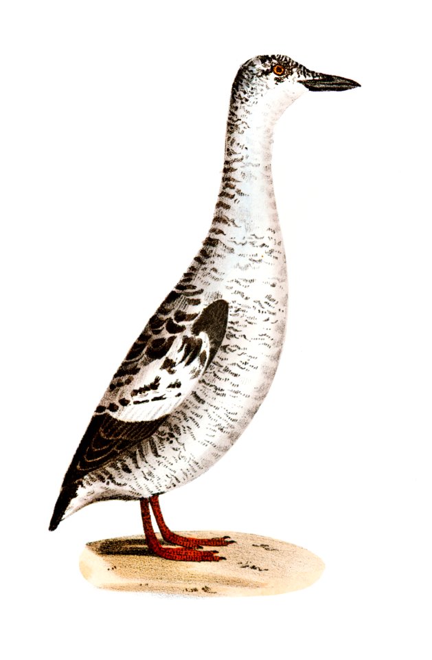 303. Black Guillemot (Uria grylle) 304. Razorbill (Alca torda) illustration from Zoology of New York (1842–1844) by James Ellsworth De Kay.