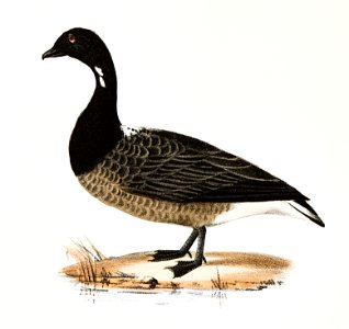 238. Snow Goose (Anser hyperboreus) 239. Brant (Anser bernicla) illustration from Zoology of New York (1842–1844) by James Ellsworth De Kay.