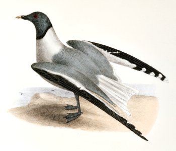 281. Sabine's Gull (Larus Sabini) 282. American Gull (Larus zonorhyncus) illustration from Zoology of New York (1842–1844) by James Ellsworth De Kay.. Free illustration for personal and commercial use.