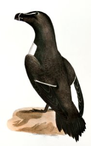 303. Black Guillemot (Uria grylle) 304. Razorbill (Alca torda) illustration from Zoology of New York (1842–1844) by James Ellsworth De Kay.. Free illustration for personal and commercial use.