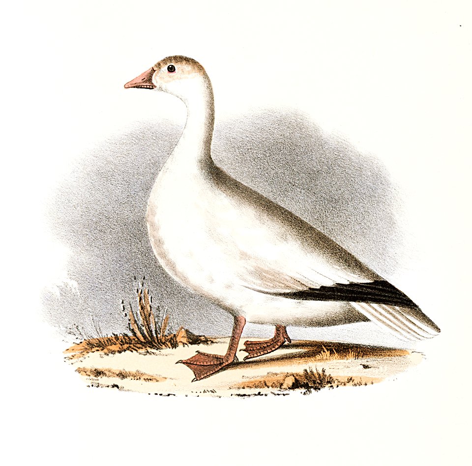 238. Snow Goose (Anser hyperboreus) 239. Brant (Anser bernicla) illustration from Zoology of New York (1842–1844) by James Ellsworth De Kay.