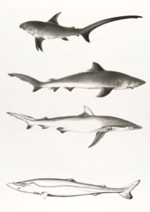 Different types of Sharks illustration from Zoology of New York (1842–1844) by James Ellsworth De Kay.