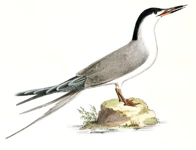 279. Marsh Tern (Sterna anglica) 280. Roseate Tern (Sterna dougalli) illustration from Zoology of New York (1842–1844) by James Ellsworth De Kay.. Free illustration for personal and commercial use.