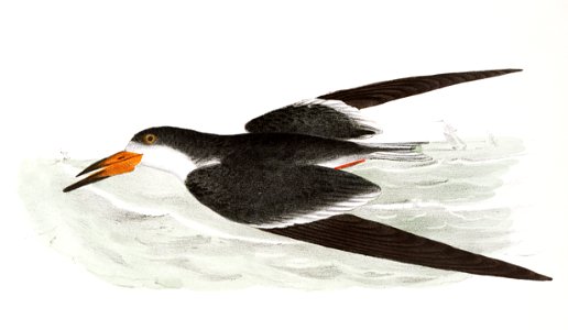 271. Wilson's Petrel (Thalassidroma wilsoni) 272. Black Skimmer (Rhynchops nigra) illustration from Zoology of New York (1842–1844) by James Ellsworth De Kay.. Free illustration for personal and commercial use.