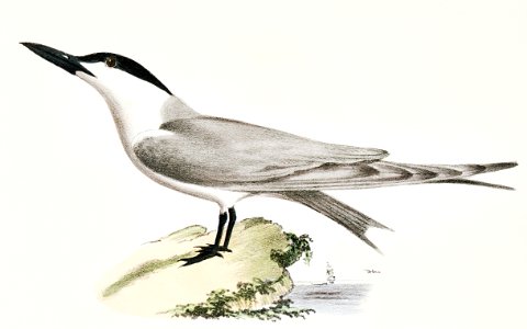 279. Marsh Tern (Sterna anglica) 280. Roseate Tern (Sterna dougalli) illustration from Zoology of New York (1842–1844) by James Ellsworth De Kay.. Free illustration for personal and commercial use.