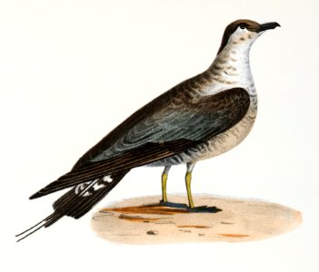 291. Arctic Hawk Gull (Lestris buffoni) 292. Pomarine Hawk Gull (Lestris pomarinus) illustration from Zoology of New York (1842–1844) by James Ellsworth De Kay.. Free illustration for personal and commercial use.