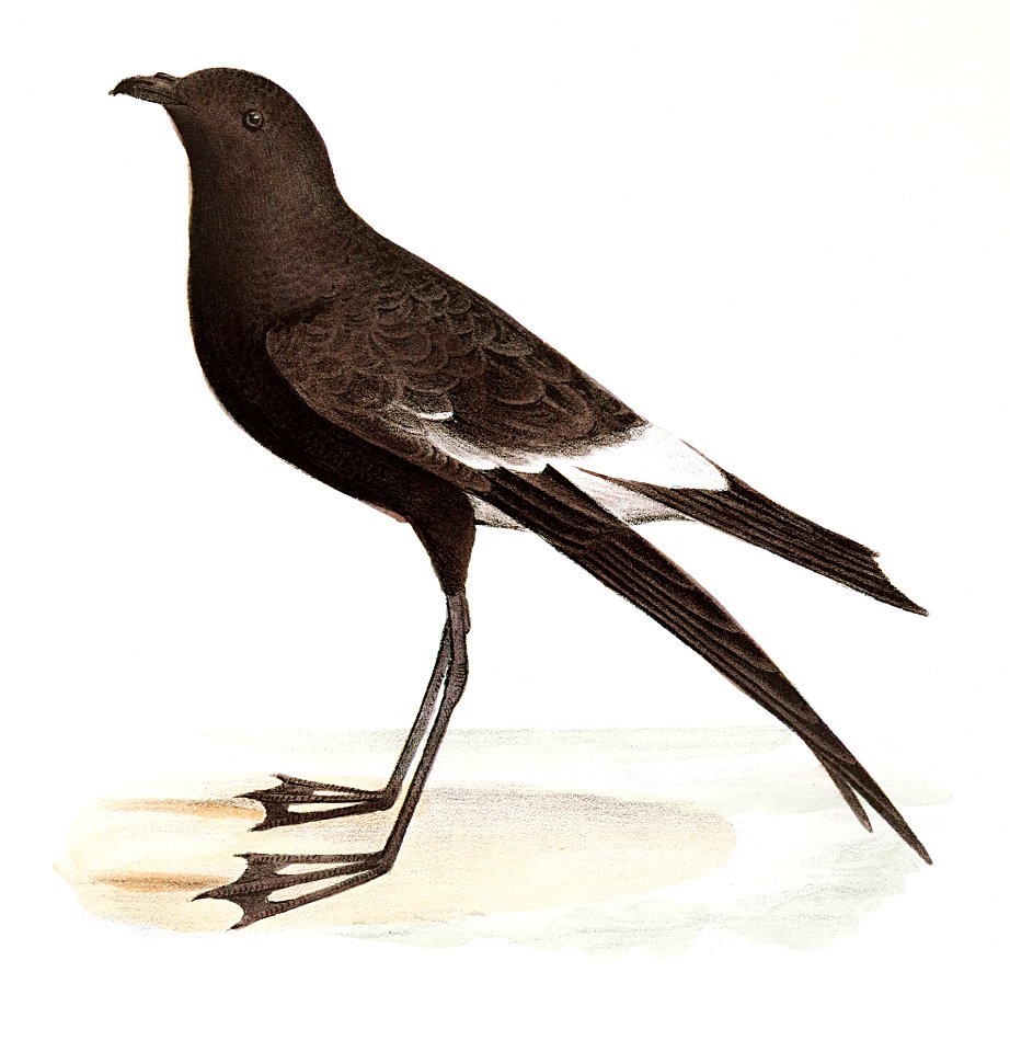 271. Wilson's Petrel (Thalassidroma wilsoni) 272. Black Skimmer (Rhynchops nigra) illustration from Zoology of New York (1842–1844) by James Ellsworth De Kay.