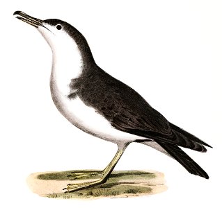 293. Richardson's Hawk Gull (Lestris richardsoni) 294. Little Shearwater (Puffinus cinereus) illustration from Zoology of New York (1842–1844) by James Ellsworth De Kay.