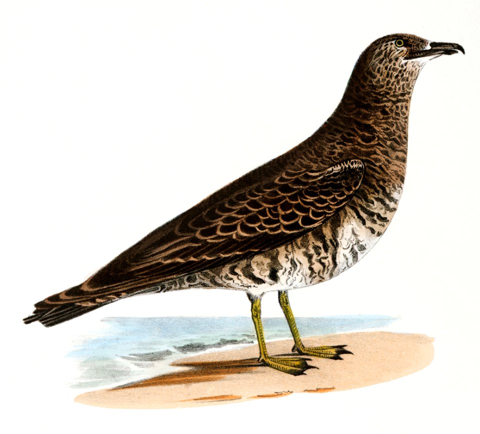 291. Arctic Hawk Gull (Lestris buffoni) 292. Pomarine Hawk Gull (Lestris pomarinus) illustration from Zoology of New York (1842–1844) by James Ellsworth De Kay.