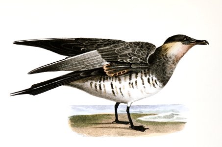 293. Richardson's Hawk Gull (Lestris richardsoni) 294. Little Shearwater (Puffinus cinereus) illustration from Zoology of New York (1842–1844) by James Ellsworth De Kay.. Free illustration for personal and commercial use.