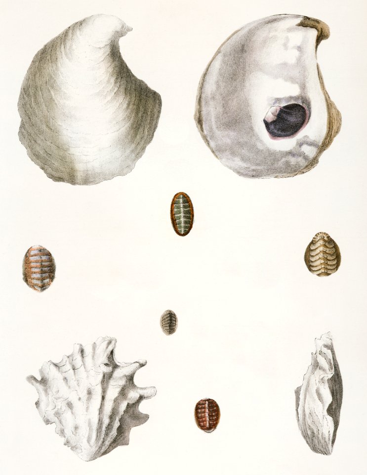 Different types of seashells illustration from Zoology of New York (1842–1844) by James Ellsworth De Kay.
