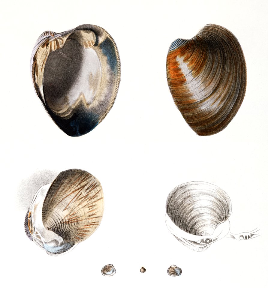 Different types of seashells illustration from Zoology of New York (1842–1844) by James Ellsworth De Kay.