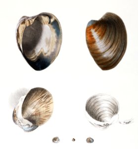 Different types of seashells illustration from Zoology of New York (1842–1844) by James Ellsworth De Kay.