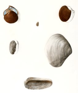 Different types of seashells illustration from Zoology of New York (1842–1844) by James Ellsworth De Kay.. Free illustration for personal and commercial use.