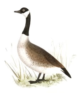 236. White-fronted Goose (Anser albifrons) 237. Wild Goose (Anser canadensis) illustration from Zoology of New York (1842–1844) by James Ellsworth De Kay.