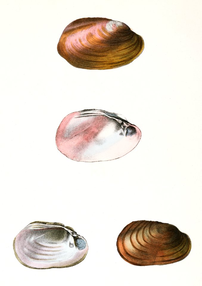 355. Unio rosaceus, aged. 356. Unio id, female. illustration from Zoology of New York (1842–1844) by James Ellsworth De Kay.