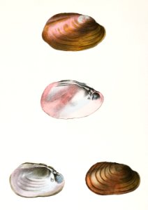 355. Unio rosaceus, aged. 356. Unio id, female. illustration from Zoology of New York (1842–1844) by James Ellsworth De Kay.