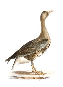 236. White-fronted Goose (Anser albifrons) 237. Wild Goose (Anser canadensis) illustration from Zoology of New York (1842–1844) by James Ellsworth De Kay.. Free illustration for personal and commercial use.
