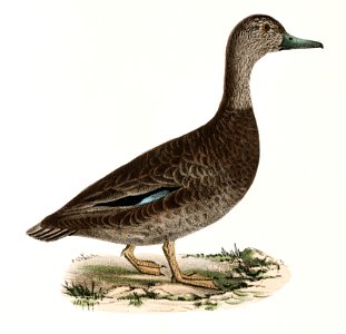 240. Mallard (Anas boschas) 241. Black Duck (Anas obscura) illustration from Zoology of New York (1842–1844) by James Ellsworth De Kay.. Free illustration for personal and commercial use.