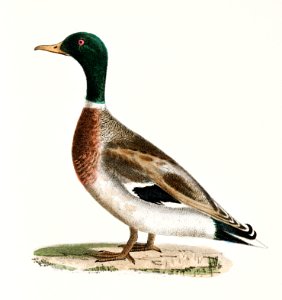 240. Mallard (Anas boschas) 241. Black Duck (Anas obscura) illustration from Zoology of New York (1842–1844) by James Ellsworth De Kay.. Free illustration for personal and commercial use.