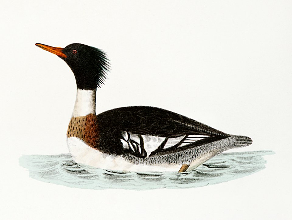 265. Hooded Sheldrake (Mergus cucullatus) 266. Red-breasted Sheldrake (Merganser serrator) illustration from Zoology of New York (1842–1844) by James Ellsworth De Kay.. Free illustration for personal and commercial use.